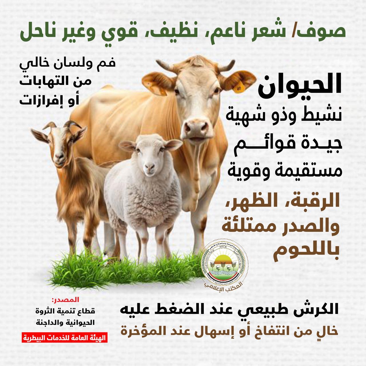 2 اضحية 2 اضحية